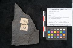 Foto (Objekt + Etikett) von Callipteris sp.  (NHMW-GEO-2024-0188-10924)
